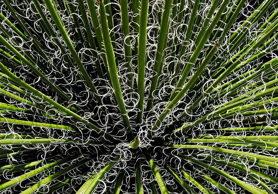 Antenne, Fotografie, Grün, pad, Gras, linear, Blätter, Muster, Rau, Kontrast, Weiß, grüne Farbe, Pflanze, Vollbild, Wachstum, Hintergründe, Schönheit in der Natur, keine Leute, Natur, Tag, Pflanzenteil, Nahansicht, Blatt, Ruhe, draußen, Frische, natürliches Muster, Baum, Botanik, Bambuspflanze, 4K