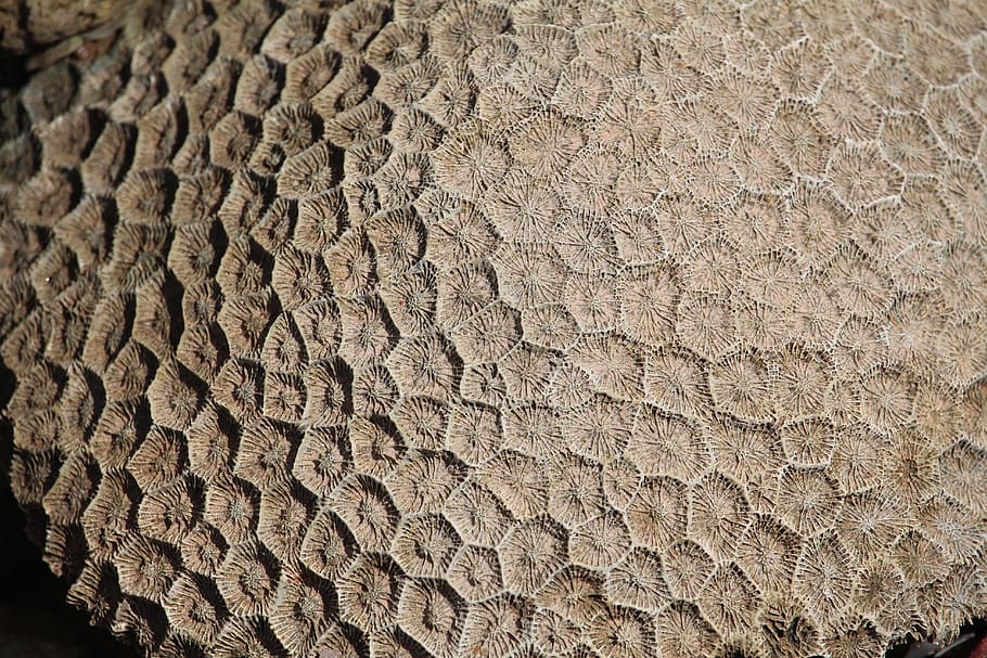 koraal, structuur, dood, vernietigd, patroon, zee, ontwerp, natuur, marinier, tropisch, volledig kader, achtergronden, getextureerde, geen mensen, detailopname, dag, bruin, ruw, buitenshuis, zonlicht, boom, land-, natuurlijk patroon, hoge hoekmening, textiel, vuil, herhaling, boomring, 5K