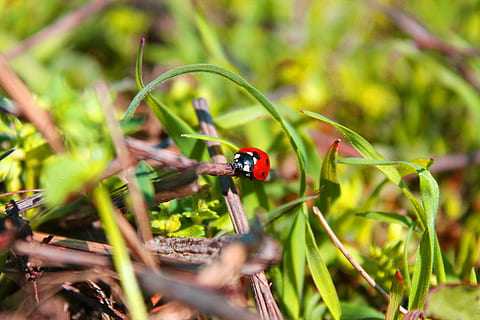 lady bug, Chyba, hmyz, rostlina, zvířat, zvíře, zvířata ve volné přírodě, jednoho zvířete, brouk, bezobratlý, slunéčko sedmitečné, Příroda, les, strom, nikdo, Červené, zelená barva, životní prostředí, selektivní zaměření, přistát, den, venku, malý, 4K, CC0, veřejná doména, bez autorských práv