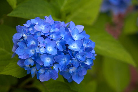 las flores, planta floreciendo, flor, azul, planta, belleza en la naturaleza, vulnerabilidad, púrpura, fragilidad, frescura, pétalo, inflorescencia, de cerca, crecimiento, cabeza de flor, hortensia, naturaleza, centrarse en primer plano, botánica, día, jacinto, racimo de flores, primavera, lila, 4K, CC0, dominio público, libre de derechos