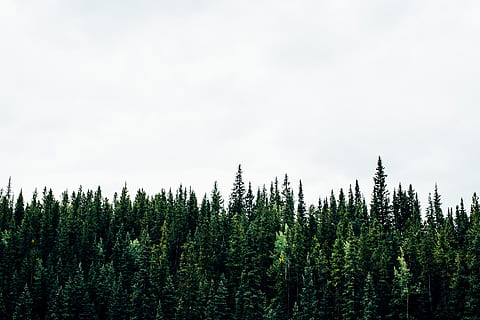 Zielony, rośliny, biały, tło, pole sosnowe, pochmurny, niebo, kanadyjski, treeline, Natura, las, drzewo, na dworze, krajobraz, sosna, scenics, lesisty teren, żadnych ludzi, zielony kolor, lato, obszar dzikiej przyrody, wiecznie zielone drzewo, piękno natury, dzień, chmura - niebo, wzrost, roślina, scenics - natura, spokojna scena, spokój, wylądować, scena pozamiejska, drzewo iglaste, lasy sosnowe, środowisko, 2K, CC0, domena publiczna, darmowe zdjęcia