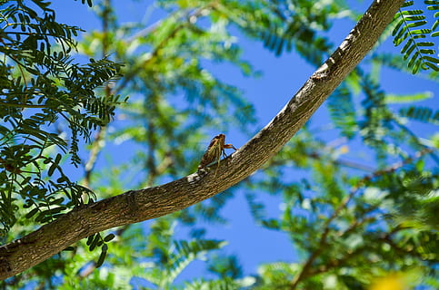 yellow, black, insect, brown, tree branch, daytime, cicada, dry, tree, summer, nature, america, nevada, red rock canyon, usa, united states, animal wildlife, animals in the wild, bird, vertebrate, animal, animal themes, perching, plant, one animal, low angle view, branch, no people, beauty in nature, leaf, plant part, sky, blue, outdoors, 4K, CC0, public domain, royalty free
