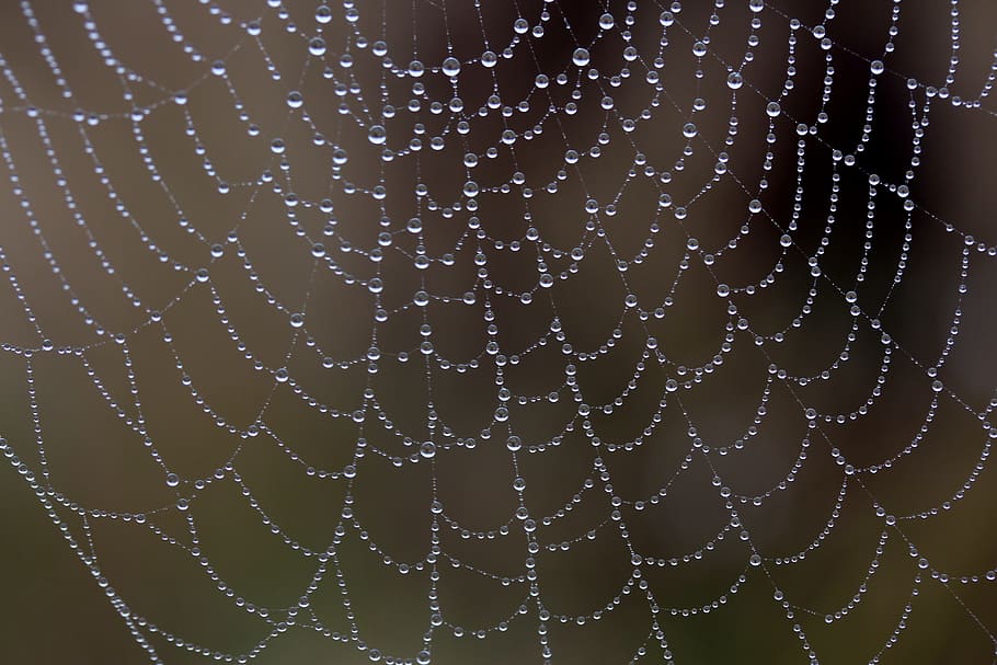 Ondiep, focus lensfotografie, web, spinnenweb, nat, verslaafd, plaats, dauw, druppels, natuur, laten vallen, detailopname, patroon, geen mensen, breekbaarheid, water, kwetsbaarheid, natuurlijk patroon, focus op de voorgrond, volledig kader, achtergronden, buitenshuis, dag, ingewikkeldheid, versheid, concentrisch, regendruppel, 5K