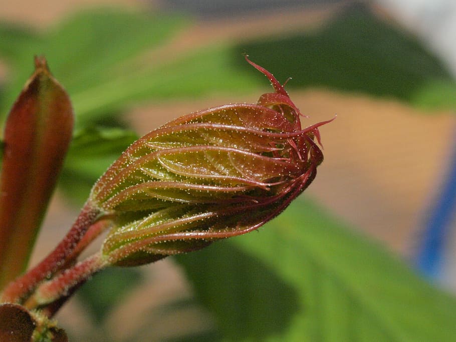 bladstamme, tæt, motor, scion, knop, tæt på, fokus på forgrunden, ingen mennesker, grøn farve, plante, natur, vækst, skønhed i naturen, dag, plante del, blad, rød, skrøbelighed, sårbarhed, blomst, udendørs, selektiv fokusering, begyndelser, blomstrende plante, plantestamme, bægerblad, 2K