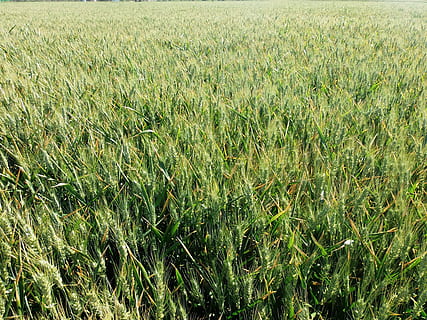 wheat, cornfield, cereals, plant, growth, green color, field, land, nature, tranquility, beauty in nature, landscape, day, agriculture, no people, grass, rural scene, full frame, high angle view, farm, crop, outdoors, tranquil scene, plantation, 4K, CC0, public domain, royalty free
