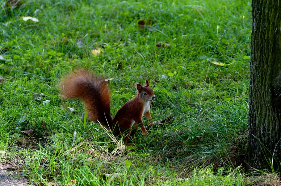 squirrel, forest, meadow, green, nature, rodent, nager, verifiable kitten, brown, animals, cute, wildlife photography, log, mammal, animal, grass, animal themes, plant, land, field, vertebrate, green color, no people, domestic animals, animal wildlife, animals in the wild, group of animals, domestic, tree, pets, day, outdoors, herbivorous, 4K