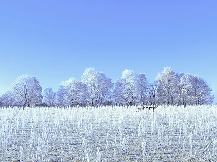 vinterlige, høst hjorte, hjort, træer, frost, sne, vinter, kold, rimfrost, idyl, vinter idyll, dejligt vejr, natur, plante, træ, rolig scene, kold temperatur, ro, skønhed i naturen, himmel, scenics - natur, Frosset, ingen mennesker, jord, vækst, hvid farve, miljø, blå, dag, udendørs, is, nåletræ, fyrretræ, 1080P, CC0, offentligt domæne, royaltyfrie