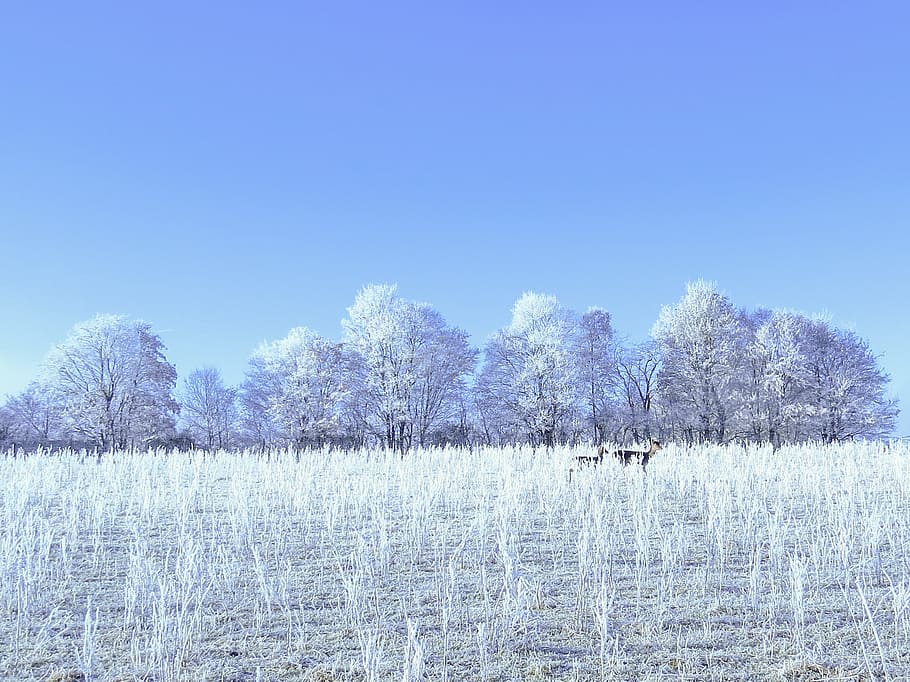vinterlige, høst hjorte, hjort, træer, frost, sne, vinter, kold, rimfrost, idyl, vinter idyll, dejligt vejr, natur, plante, træ, rolig scene, kold temperatur, ro, skønhed i naturen, himmel, scenics - natur, Frosset, ingen mennesker, jord, vækst, hvid farve, miljø, blå, dag, udendørs, is, nåletræ, fyrretræ, 1080P