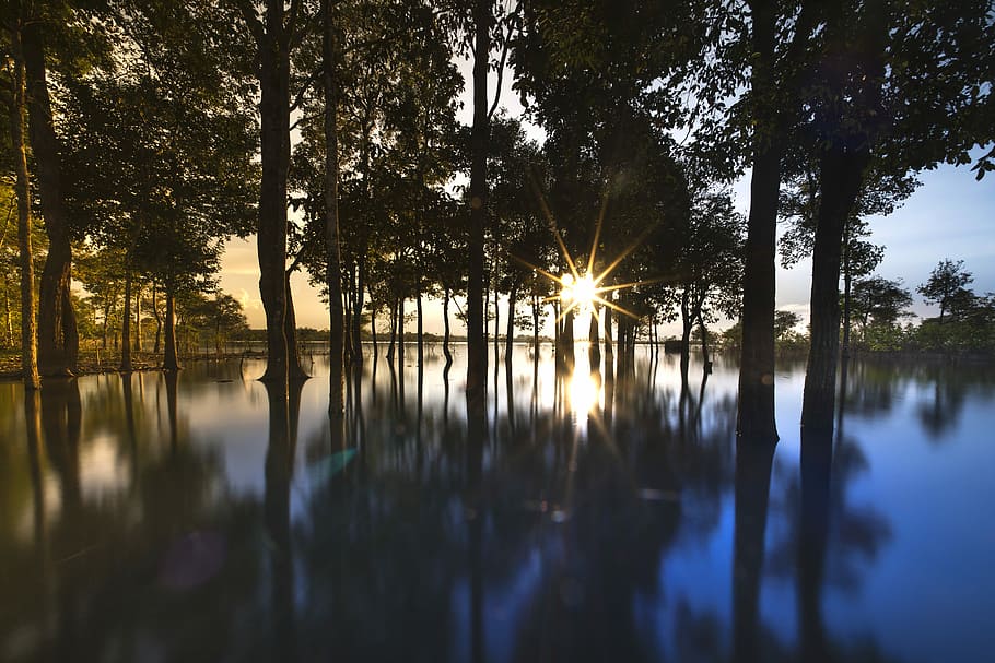 silhouette, trees, beside, calm, body, water, sunset, outdoor, tree, background, nice, natural, green, beauty, sky, full color, plant, travel, spring, season, scenery, outdoors, neck, single, the sun, reflect, impressive, the park, tropical, forest, scene, autumn, scenic, wave, the morning, alone, sunrise, sad, reflection, tranquility, beauty in nature, lake, tranquil scene, scenics - nature, nature, sun, sunlight, no people, growth, idyllic, non-urban scene, waterfront, lens flare, reflection lake, 5K