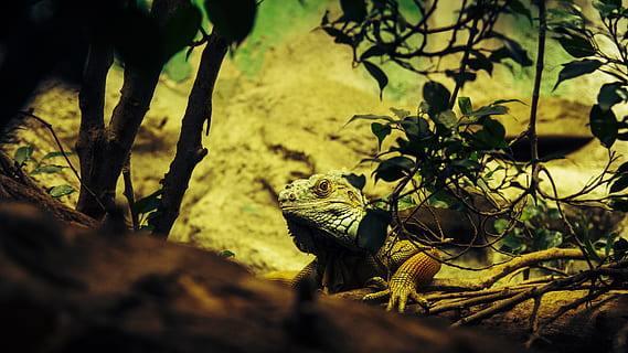 leguaan, reptiel, hagedis, draak, schaal, groen, dierentuin, monitor, dierenleven, boom, dier, fabriek, dieren in het wild, dierlijke thema's, één dier, natuur, geen mensen, gewerveld, selectieve aandacht, land-, dag, groene kleur, buitenshuis, detailopname, deel van de plant, Bos, 5K, CC0, publiek domein, royaltyvrij