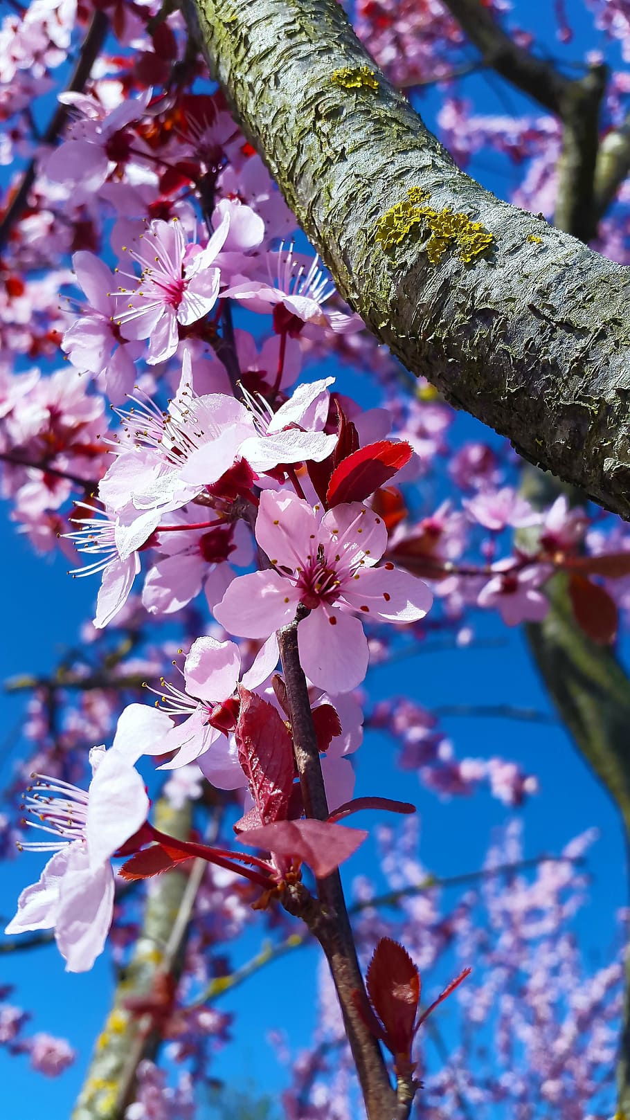 fiorire, fioritura, primavera, bianca, natura, Piena fioritura, blu, rosa, fioritura precoce, ramo, pianta, vicino, fiore di ciliegio, ciliegia, albero, legna, umore, risveglio di primavera, luce del sole, fiori, luce, luminosa, colorato, colore, macro, estate, farbenpracht, macrofotografia, colori luminosi, soleggiato, pienezza dei fiori, fiore, bellezza nella natura, crescita, fragilità, ramoscello, pianta fiorita, Inquadratura dal basso, freschezza, vulnerabilità, giorno, nessuno, avvicinamento, concentrarsi sulle conoscenze acquisite, colore rosa, all'aperto, ciliegio, testa di fiore, viola, 4K