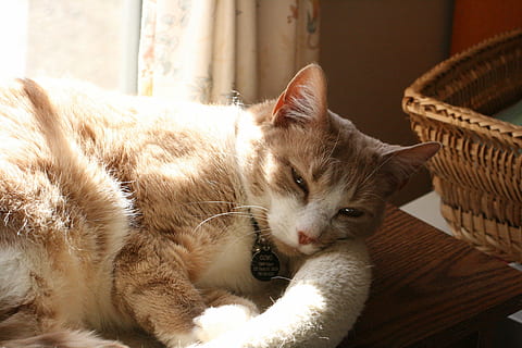 kat, lys, skygge, søvnig, kæledyr, indenlandske kat, feline, et dyr, dyre temaer, husdyr, indenlandske, pattedyr, dyr, hvirveldyr, lempelse, bakkenbart, indendørs, ingen mennesker, hjem interiør, tæt på, ligger ned, kurv, fokus på forgrunden, dyr hoved, 4K, CC0, offentligt domæne, royaltyfrie