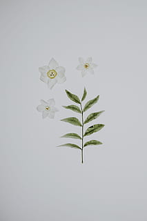 påskelilje på lysboksen, tre, hvit, petaled blomster, ved siden av, grønn, blad, anlegg, floral, flatlay, studio skudd, plante del, kopiere plass, vekst, innendørs, natur, grønn farge, ingen folk, skjønnhet i naturen, skjære ut, blomst, hvit bakgrunn, nærbilde, skjørhet, friskhet, plantestamme, sårbarhet, stilleben, blader, 4K, CC0, offentlig domene, opphavsrett gratis