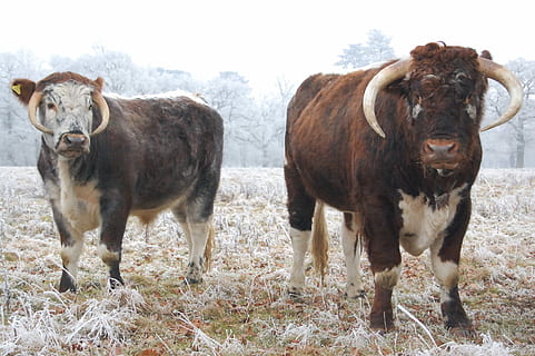 Kühe, kalt, Stier, Säugetier, Tierthemen, Haustiere, Tier, Vieh, inländisch, Gruppe von Tieren, Land, Feld, Wirbeltier, das Vieh, Stehen, Tag, Natur, zwei tiere, Gras, keine Leute, Kuh, Pflanze, draußen, pflanzenfressend, 2K, CC0, gemeinfrei, lizenzfrei