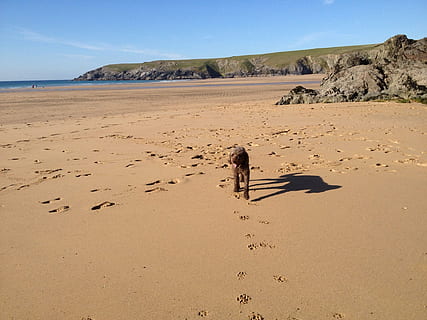 dog, beach, cornwall, land, sand, nature, water, scenics - nature, sea, animal, footprint, animal themes, sky, desert, sunlight, day, one person, clear sky, shadow, sunny, beauty in nature, mammal, outdoors, 1080P, CC0, public domain, royalty free