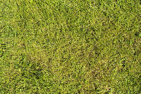 corsa, struttura, verde, erba, prato, sfondo, natura, fili d'erba, succoso, vicino, taglia erba, corso, falciare, colore verde, pianta, crescita, fotogramma intero, sfondi, nessuno, vista dall'alto, campo, terra, giorno, bellezza nella natura, all'aperto, la tranquillità, fogliame, fogliame lussureggiante, avvicinamento, direttamente sopra, luce del sole, 4K, CC0, dominio pubblico, privo di copyright