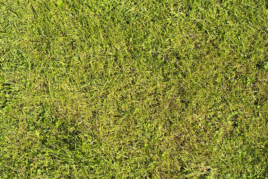 corsa, struttura, verde, erba, prato, sfondo, natura, fili d'erba, succoso, vicino, taglia erba, corso, falciare, colore verde, pianta, crescita, fotogramma intero, sfondi, nessuno, vista dall'alto, campo, terra, giorno, bellezza nella natura, all'aperto, la tranquillità, fogliame, fogliame lussureggiante, avvicinamento, direttamente sopra, luce del sole, 4K