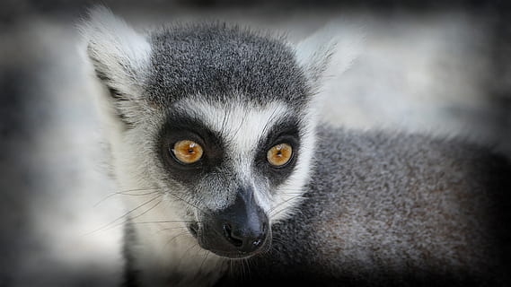 Zoo, abe, ring tailed lemur, et dyr, lemur, pattedyr, dyreliv, dyr kropsdel, dyr i naturen, portræt, tæt på, primat, ingen mennesker, dyr øje, kigger på kameraet, hår, dyrehår, kropsdel, vignet, gule øjne, 4K, CC0, offentligt domæne, royaltyfrie