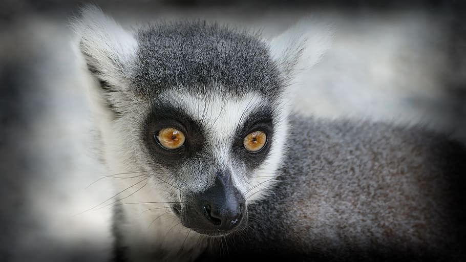 zoo, opice, lemur lemovaný, jednoho zvířete, lemur, savec, zvířat, část těla zvířete, zvířata ve volné přírodě, portrét, detail, primát, nikdo, zvířecí oko, při pohledu na fotoaparát, vlasy, zvířecí chlupy, část těla, viněta, žluté oči, 4K