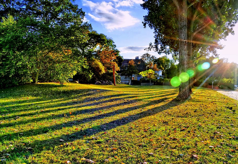 prat, arbres, ombra, hdr, drama, lensflare, parc, naturalesa, planta, arbre, creixement, bellesa a la natura, camp, color verd, cel, tranquil·litat, escena tranquil·la, paisatge, escenics - natura, terra, medi ambient, llum solar, herba, dia, cap gent, escena rural, agricultura, a l'aire lliure, plantació, 4K