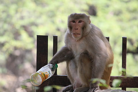mico, primat, vida salvatge, macaque, mamífer, zoo, naturalesa, fusta, retrat, salvatge, animal, seure, jungla, a l'aire lliure, arbre, bonic, parc, família, jove, fauna animal, un animal, vertebrats, animals a la natura, assegut, centrar-se en primer pla, gent, menjar i beguda, dia, menjar, mirant, babuí, 5K, CC0, domini públic, lliure de regalies