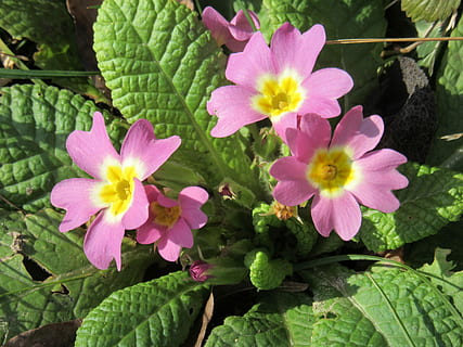 primule, fiori, viola, primavera, primula, pianta, fiore, colore rosa, foglia, petalo, freschezza, pianta fiorita, fragilità, vulnerabilità, crescita, bellezza nella natura, infiorescenza, testa di fiore, avvicinamento, parte vegetale, natura, giorno, nessuno, colore verde, all'aperto, polline, 4K, CC0, dominio pubblico, privo di copyright