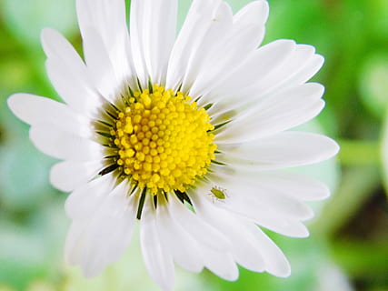 flor, primavera, error, naturalesa, groc, jardí, planta amb flors, vulnerabilitat, fragilitat, frescor, planta, pètal, creixement, bellesa a la natura, primer pla, cap de flor, inflorescència, pol·len, centrar-se en primer pla, Color blanc, margarida, cap gent, 4K, CC0, domini públic, lliure de regalies