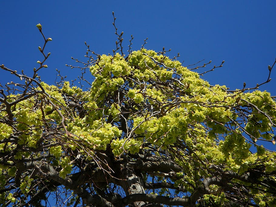 linde, forår, første grønne, grøn, himmel, blå, træ, træ om foråret, forårsvågne, tegn på foråret, tender grøn, plante, vækst, natur, grøn farve, ingen mennesker, dag, lav vinkel visning, skønhed i naturen, skyfri himmel, blad, afdeling, plante del, udendørs, sollys, mad og drikke, mad, dyreliv, 4K
