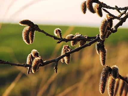 gatet, inflorescència, primavera, pol·len, naturalesa, planta, centrar-se en primer pla, creixement, primer pla, arbre, cap gent, bellesa a la natura, dia, branca, enfocament selectiu, flor, fragilitat, a l'aire lliure, salze de cony, vulnerabilitat, llum solar, planta amb flors, tranquil·litat, 2K, CC0, domini públic, lliure de regalies