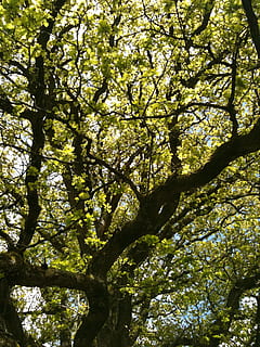 albero, quercia, ramo, vecchio albero, campo, foresta, Francia, verde, abbaiare, legna, natura, estate, paesaggio, pianta, crescita, Inquadratura dal basso, bellezza nella natura, giorno, nessuno, luce del sole, la tranquillità, all'aperto, fotogramma intero, colore verde, tronco d'albero, tronco, sfondi, terra, cielo, baldacchino di albero, 1080P, CC0, dominio pubblico, privo di copyright