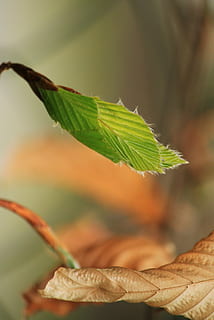 faggio, foglia di faggio, foglie di faggio, le foglie, natura, albero, pianta, ramo, crescita, albero deciduo, giallo, giovani foglie di faggio, industria del libro, luminosa, foresta decidua, primavera, fresco, foglia, verde, tramortire, germoglio, foglia verde, germogli, giovane, risveglio, ragazzo spara, vivere nuovi, verde lime, struttura, struttura fogliare, avvicinamento, macro, parte vegetale, nessuno, bellezza nella natura, messa a fuoco selettiva, concentrarsi sulle conoscenze acquisite, colore verde, giorno, cibo, all'aperto, vena fogliare, cibo e bevande, freschezza, stelo vegetale, vulnerabilità, ramoscello, erba, condizione naturale, 4K, CC0, dominio pubblico, privo di copyright