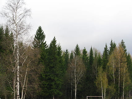 primavera, foresta, alberi, cielo, natura, paesaggio, passeggiare, betulla, profumatamente, ramo, rene, abete verde, bellezza, boschetto, albero, pianta, terra, crescita, nessuno, la tranquillità, scena non urbana, giorno, scena tranquilla, bellezza nella natura, albero di conifere, Pino, bosco di pini, ambiente, scenics - natura, Inquadratura dal basso, all'aperto, bosco, albero sempreverde, potere in natura, 2K, CC0, dominio pubblico, privo di copyright