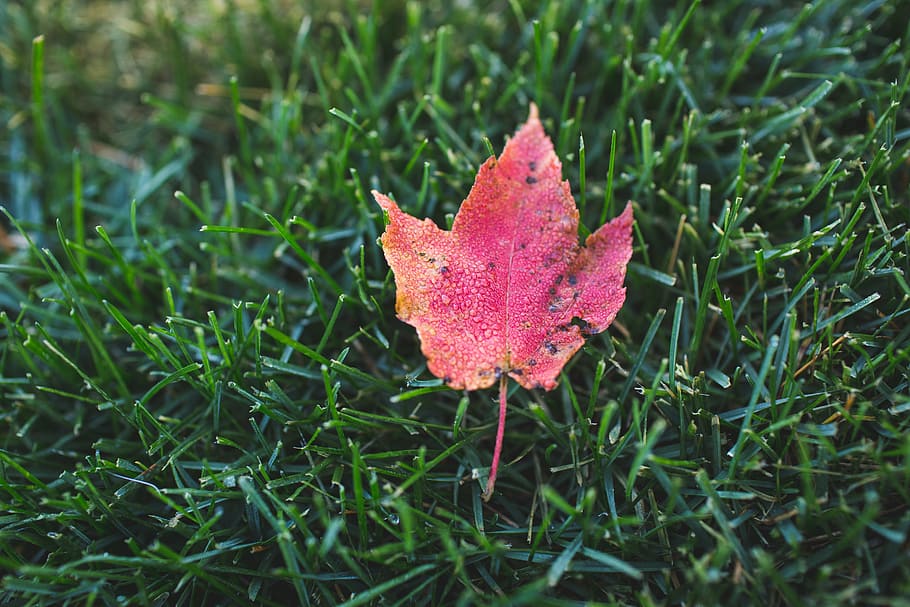 avvicinamento, foto, rosso, foglia di acero, erba, acero, foglia, terra, autunno, verde, natura, all'aperto, modificare, giorno, bellezza nella natura, pianta, parte vegetale, crescita, colore verde, campo, nessuno, fragilità, vulnerabilità, fiore, 5K