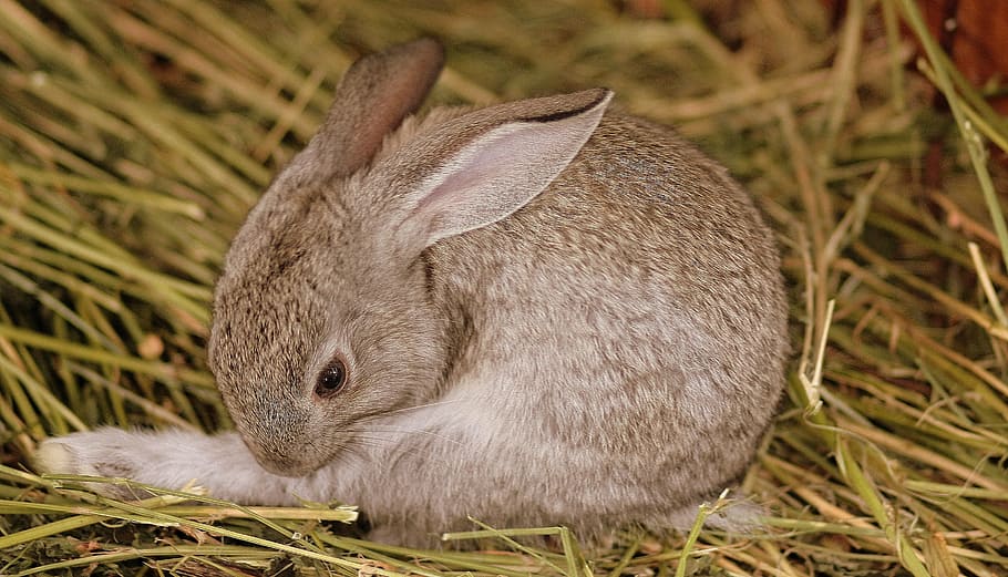 foto, Marrone, coniglio, grigio, carina, piccolo, temi animali, animale, mammifero, un animale, fauna selvatica, animali allo stato selvatico, pianta, coniglio - animale, roditore, vertebrato, avvicinamento, natura, erba, nessuno, terra, campo, giorno, concentrarsi sulle conoscenze acquisite, animali domestici, domestico, erbivoro, 2K