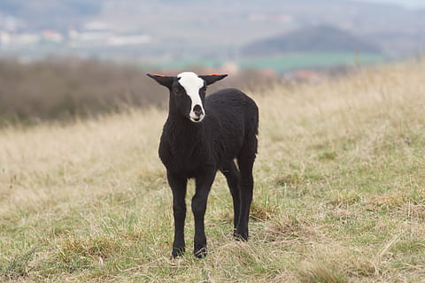 xai, primavera, festa, prat, animal, xai, primavera, Bohèmia, české středohoří, horitzó, camp, temes d'animals, herba, un animal, cap gent, dia, mamífer, planta, animals domèstics, terra, bestiar, vertebrats, de peu, nacional, naturalesa, mascotes, paisatge, a l'aire lliure, retrat, herbívors, 5K, CC0, domini públic, lliure de regalies