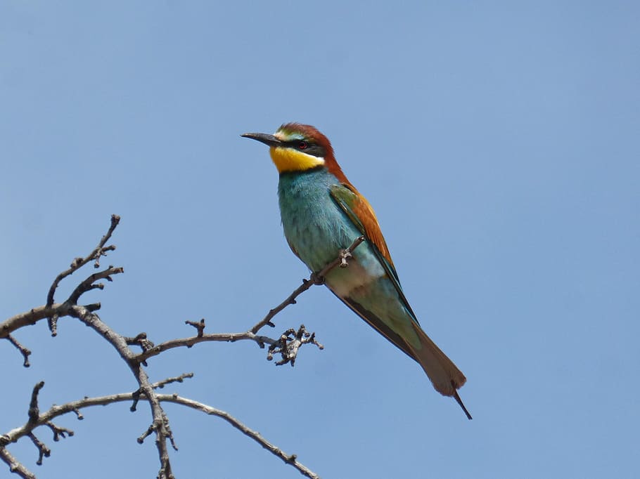Bienenesser, Abellerol, Vogel, Merops Apiaster, Ast, Mandelbaum, Tiere in freier Wildbahn, Tierwelt, Tierthemen, Tier, Wirbeltier, ein Tier, hocken, Baum, Blau, Himmel, Pflanze, keine Leute, Natur, Tag, Flachwinkelansicht, Eisvogel, klarer Himmel, Schönheit in der Natur, draußen, 2K