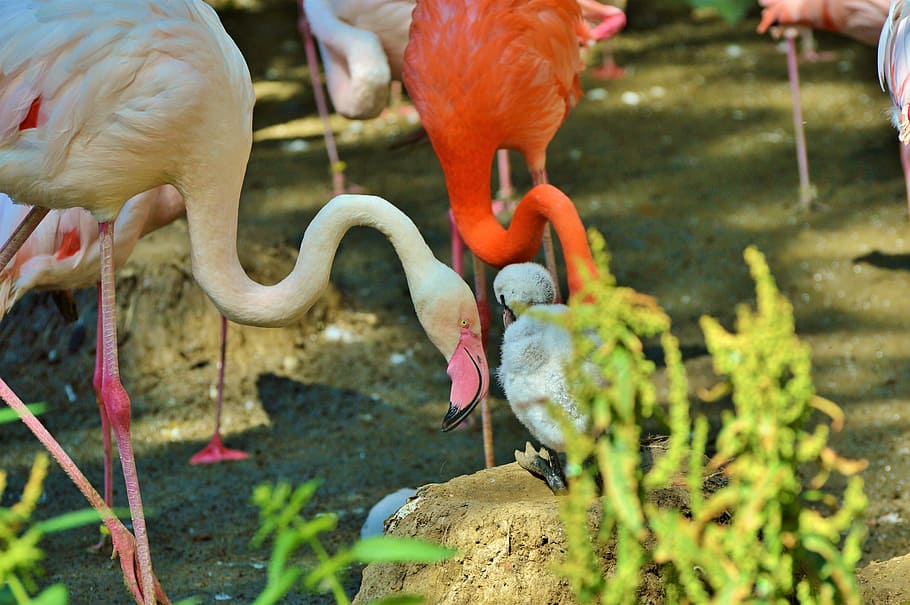 fenicottero, uccello, rosa, conto, piume, piuma, uccelli, animale, uccello acquatico, uccello esotico, grande, vestito di primavera, acqua, zoo, tiergarten, temi animali, gruppo di animali, animali allo stato selvatico, fauna selvatica, vertebrato, nessuno, natura, giorno, collo animale, gruppo medio di animali, parte del corpo animale, becco, lago, colore rosa, quattro animali, all'aperto, 5K