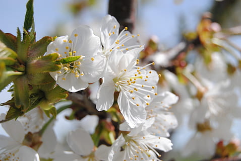 blomst, vår, mandeltre, hvit, blomstrende plante, anlegg, vekst, skjørhet, sårbarhet, friskhet, skjønnhet i naturen, blomstre, nærbilde, våren, tre, pollen, petal, hvit farge, gren, frukttrær, fokusere på forgrunnen, ingen folk, dag, blomsterhodet, kirsebærblomst, utendørs, kirsebærtre, en haug med blomster, 4K, CC0, offentlig domene, opphavsrett gratis