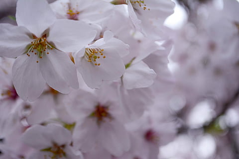 cirera, pètal, primavera, flor, marc complet, fons, cap gent, primer pla, brillant, planta amb flors, planta, fragilitat, frescor, vulnerabilitat, creixement, bellesa a la natura, arbre, flor de cirerer, branca, pol·len, botànica, naturalesa, horta, cap de flor, a l'aire lliure, cirerer, Ram de flors, 5K, CC0, domini públic, lliure de regalies