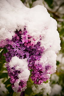 lilla, primavera, inverno, fioritura, giardino, cespuglio, fiore, natura, pianta, viola, senza lilak, una pianta da giardino, senza, arbusti da giardino, fiorente, la neve, brina, avvicinamento, fragilità, pianta fiorita, vulnerabilità, bellezza nella natura, crescita, freschezza, colore rosa, giorno, petalo, testa di fiore, concentrarsi sulle conoscenze acquisite, infiorescenza, nessuno, temperatura fredda, all'aperto, morbidezza, un mazzo di fiori, 4K, CC0, dominio pubblico, privo di copyright