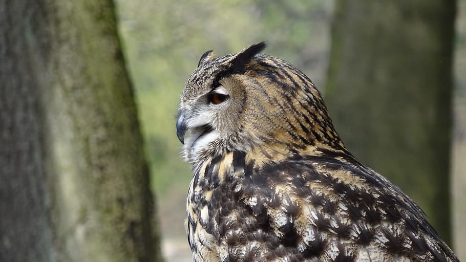 ugle, eagle ugle, Skov, nat, fugl, skove, fjer, et dyr, dyr, dyre temaer, dyreliv, dyr i naturen, hvirveldyr, fokus på forgrunden, tæt på, rovfugl, ingen mennesker, træ, dag, natur, leder, bagagerum, kigger væk, udendørs, træstamme, dyr hoved, dyr øje, 4K