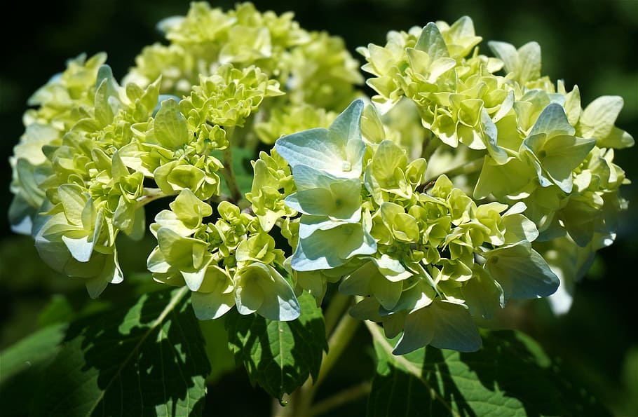 Hortensia blava, ortensia, flors, flor, florir, planta, jardí, primavera, naturalesa, fulles, fullatge, full, frescor, color verd, estiu, primer pla, creixement, bellesa a la natura, part de la planta, planta amb flors, cap gent, vegetals, menjar i beguda, menjar, dia, centrar-se en primer pla, a l'aire lliure, llum solar, alimentació saludable, cap de flor, llit de flors, 2K