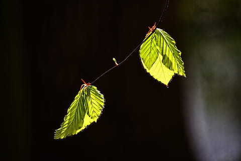 verd, fulles, branca, full, fullatge, arbre, nova fulla, fulla de primavera, verd fresc, primavera, nou creixement, nova vida, part de la planta, color verd, planta, primer pla, cap gent, naturalesa, fons negre, tir de l'estudi, insecte, centrar-se en primer pla, creixement, bellesa a la natura, fragilitat, un animal, invertebrat, a l'aire lliure, vulnerabilitat, temes d'animals, vena de la fulla, 5K, CC0, domini públic, lliure de regalies