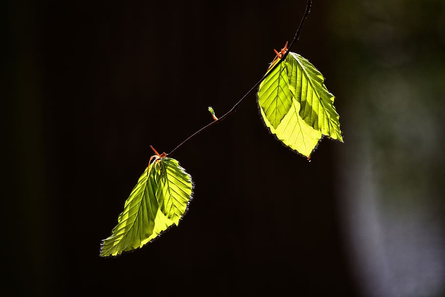 verd, fulles, branca, full, fullatge, arbre, nova fulla, fulla de primavera, verd fresc, primavera, nou creixement, nova vida, part de la planta, color verd, planta, primer pla, cap gent, naturalesa, fons negre, tir de l'estudi, insecte, centrar-se en primer pla, creixement, bellesa a la natura, fragilitat, un animal, invertebrat, a l'aire lliure, vulnerabilitat, temes d'animals, vena de la fulla, 5K