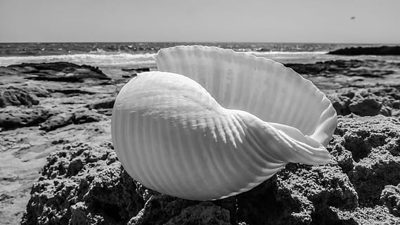 fotografie ve stupních šedi, mušle, písek, další, pláž, shell, moře, Příroda, letní, bílý, přistát, voda, krása v přírodě, detail, nikdo, zvířat, zvíře, zaměřit se na popředí, zvířata ve volné přírodě, den, zvířecí shell, Skála, klid, venku, námořní, 4K, CC0, veřejná doména, bez autorských práv