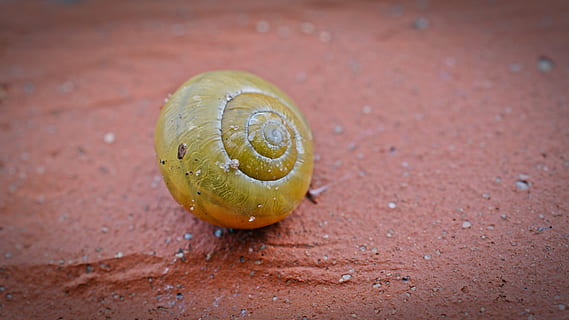 snegl, skal, tæt, snegl shell, mollusk, krybdyr, dyr, et dyr, dyre temaer, dyr i naturen, tæt på, dyreliv, havsnegle, ingen mennesker, dag, natur, hvirvelløse, jord, udendørs, fokus på forgrunden, høj vinkel visning, sand, gul, lille, 5K, CC0, offentligt domæne, royaltyfrie