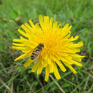 hoverfly, sinek, Sarı, uçuş, böcek, makro, Bahçe, çiçek, çiçekli bitki, kırılganlık, doğada güzellik, bitki, taçyaprağı, hayvan temaları, bir hayvan, hayvan yaban hayatı, Güvenlik açığı, tazelik, çiçek kafa, vahşi hayvanlar, omurgasız, hayvan, büyüme, kapatmak, çiçeklenme, insansız, tozlaşma, açık havada, polen, 2K, CC0, kamu malı, telif ücretsiz