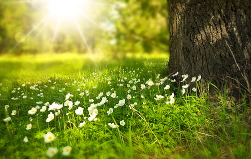 brown, white, floral, textile, petaled flowers, grass, beside, tree, sunshine, spring, flowers, meadow, wood, forest, sun, summer, vacation, picnic, light, rays, plant, sunlight, nature, tree trunk, field, trunk, land, growth, beauty in nature, flower, freshness, flowering plant, tranquility, sunbeam, green color, day, plain, no people, lens flare, outdoors, springtime, 4K, CC0, public domain, royalty free