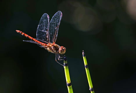 libellula, halm, insetto, ala, trasparente, insetto di volo, vicino, piccola libellula, invertebrato, fauna selvatica, animale, animali allo stato selvatico, temi animali, pianta, avvicinamento, un animale, ala animale, natura, concentrarsi sulle conoscenze acquisite, bellezza nella natura, nessuno, all'aperto, giorno, crescita, freschezza, volante, farfalla - insetto, 2K, CC0, dominio pubblico, privo di copyright
