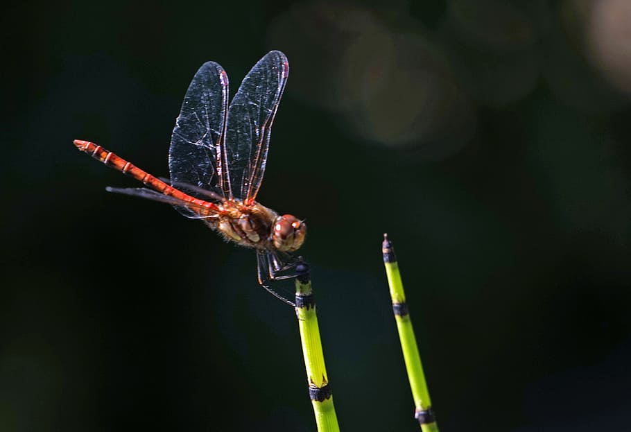 libèl·lula, halm, insecte, ala, transparent, insecte de vol, tancar, libèl·lula petita, invertebrat, fauna animal, animal, animals a la natura, temes d'animals, planta, primer pla, un animal, ala dels animals, naturalesa, centrar-se en primer pla, bellesa a la natura, cap gent, a l'aire lliure, dia, creixement, frescor, volant, papallona - insecte, 2K
